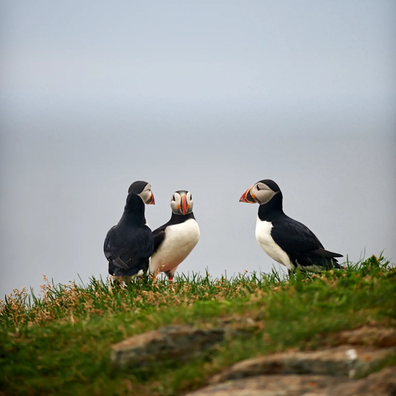 Entdecke Papageientaucher und Wale in Neufundland